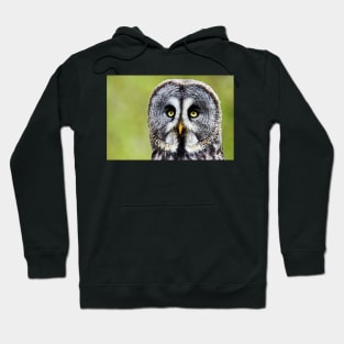 Great Gray Owl Hoodie